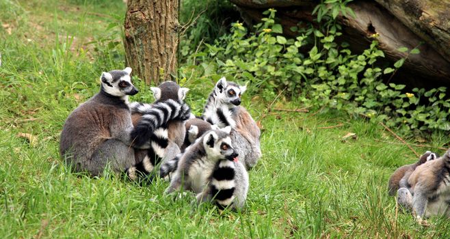 A ring-tailed lemur family is enjoying the sun. Familly of lemurs.