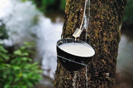 Milk of rubber tree into a wooden bowl