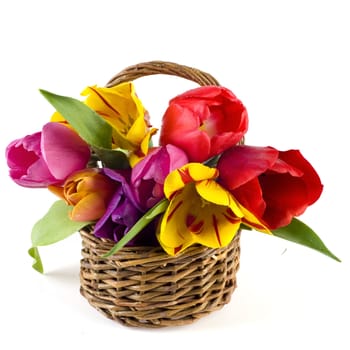 beautiful tulips in a basket