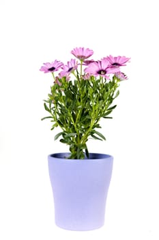 a spanish daisy in a lila vase on a white background