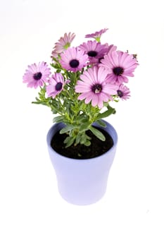 a spanish daisy in a lila vase on a white background