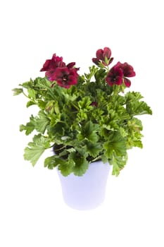 colorful petunia in a vase on a white background