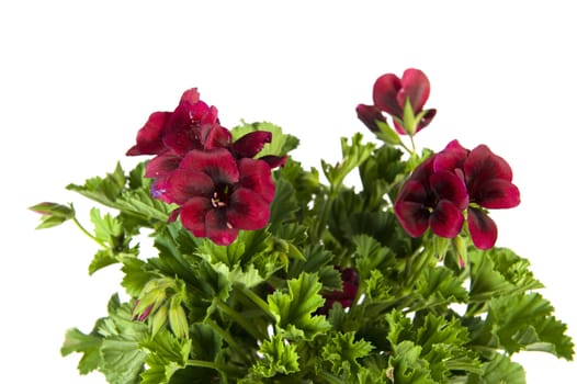 colorful petunia on a white background