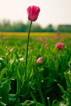 one tulip outside on the field