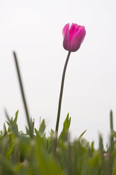 one tulip outside on the field