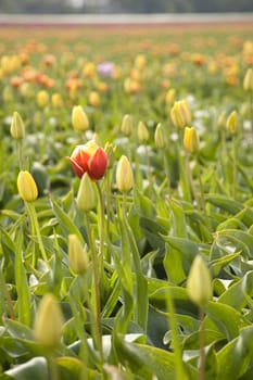 one red tulip between yellow tulips outside on the field