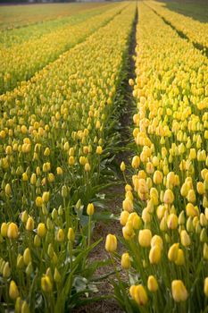 a lot of tulips outside on the field