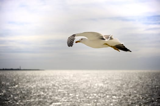 a seagull in a blue sky