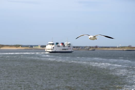 a seagull in a blue sky, on the back the ferry through Texel