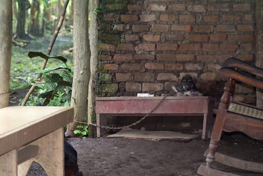 Dog tied up on the porch in Nicaragua.                 
