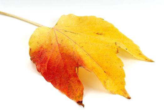 The fallen autumn leaf. A close up