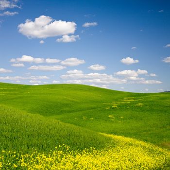 Landscape : Green field with yellow flowers, blue sky and big white fluffy clouds. Tuscany, Italy