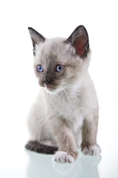 Adorable baby kitten sitting isolated on white background.