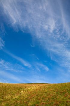 Simple landscape. Field against blue sky with beautiful colors and copy space.