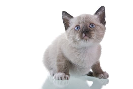 Adorable baby kitten sitting isolated on white background.