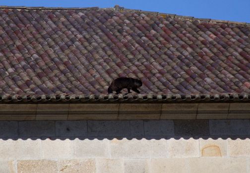 A cat walking on a nice roof