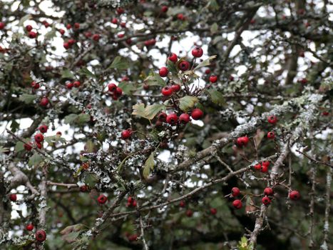 close photo of a a bush with red berries