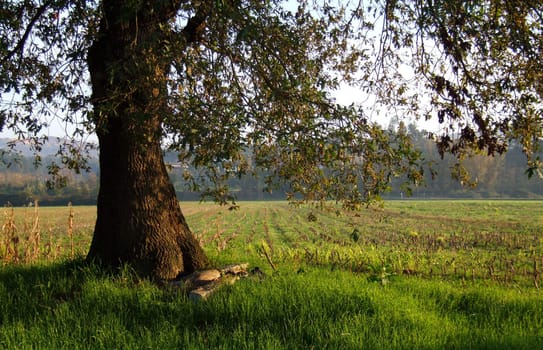 Big tree heading a corn field under sunset light