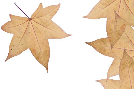 Autumn leaves over white background.