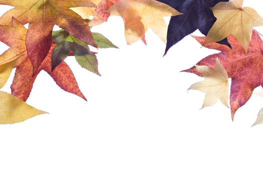 Autumn leaves frame/border over white background.