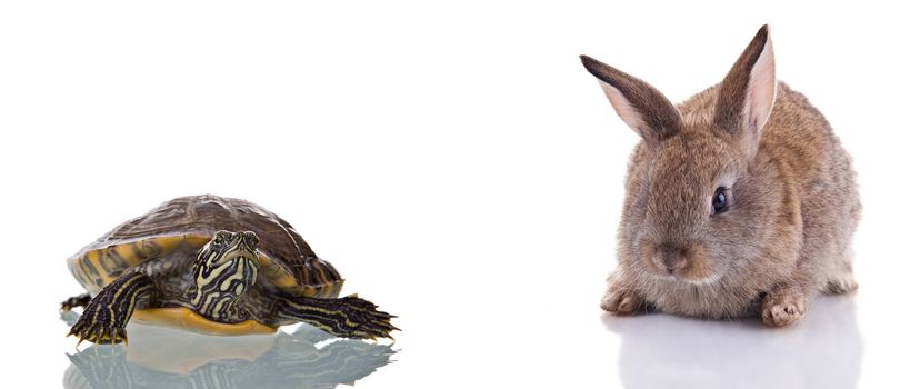 Cute Bunny and Turtle, isolated on white background. Concept: Competition