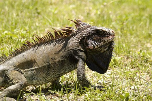 Iguana walking on green grass.