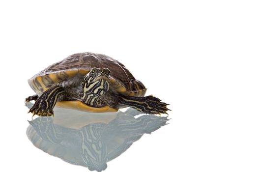 Photo of a turtle with reflection isolated on white background. Studio shot.