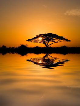 Beautiful african sunrise reflected on lake, with backlit acacia tree on Amboseli Natural Park, Kenya.