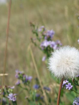 wild flowers in a field