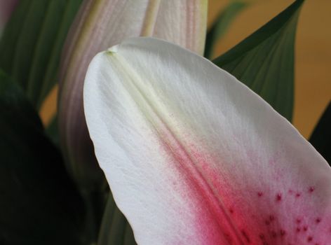 pink flower petal close up