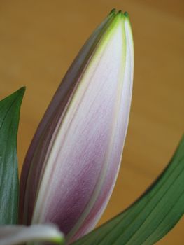 pink flower gretting ready to bloom