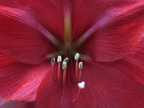 dark red flower close up