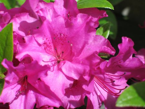 magenta rhododendron bush in bloom