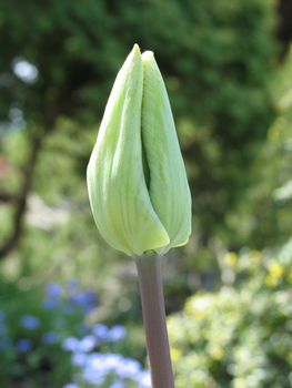 green tulip getting ready to bloom