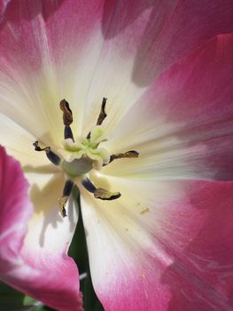 purple and white close-up tulip