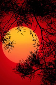 This image shows a sunset with fir branch