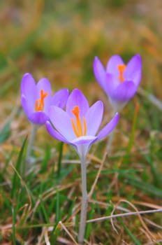 This image shows a macro from a purple crocus