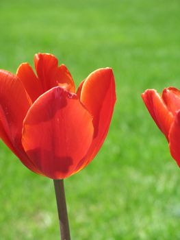 red tulips and green grass