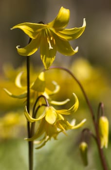 Yellow Erythronium Pagoda flowers in spring 