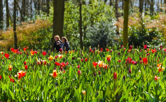 Beautiful park with spring flowers