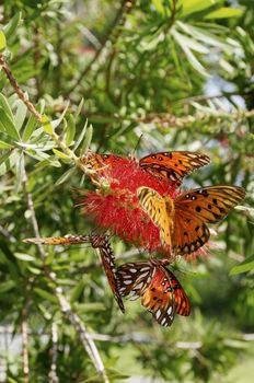 A group of gulf fritillary butterflies on the same red flower.