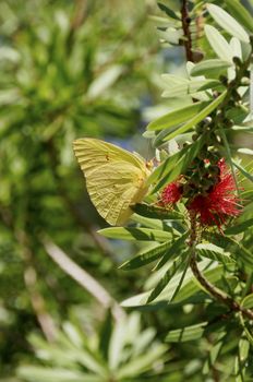 A cloudless sulfer butterfly on a red flower.