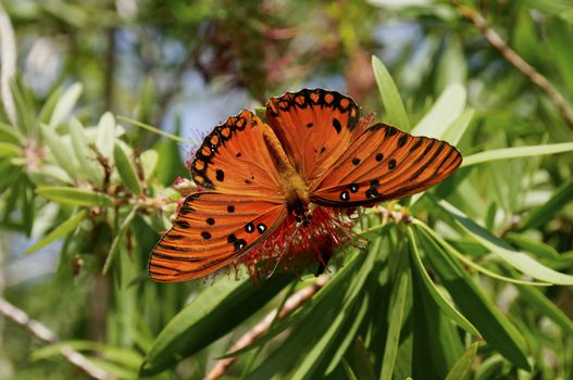 A gulf fritillary butterfly on a red flower.