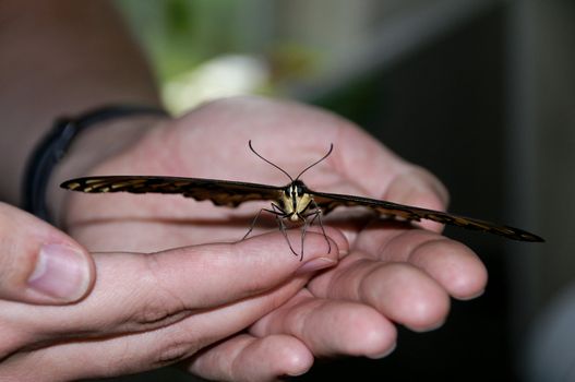 A giant swallowtail butterfly in a man's hands.