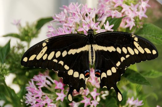 A giant swallowtail butterfly on pink flowers.