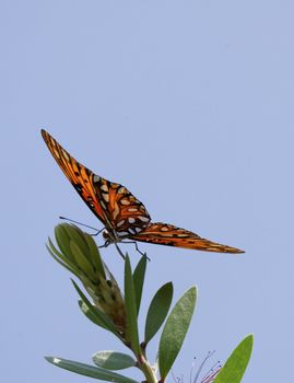 A gulf fritillary butterfly on a limb with a blue sky background.