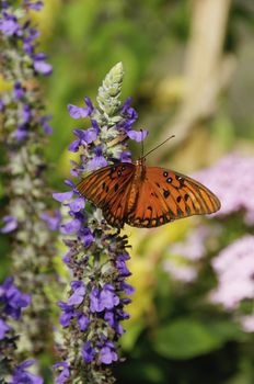 A gulf fritillary butterfly on purple flowers.