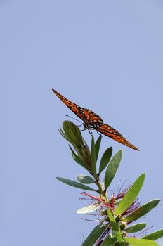 A gulf fritillary butterfly on a limb with a blue sky in the background.