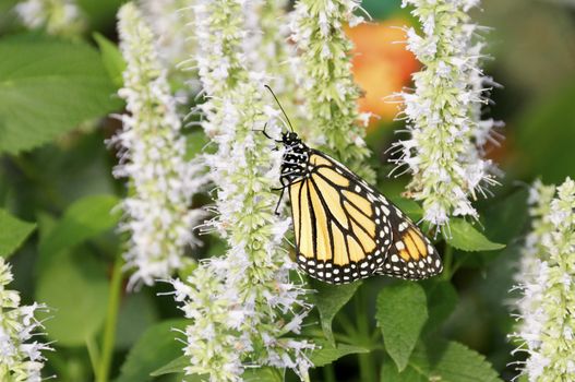 A monarch butterfly on white flowers.