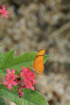 A julia butterfly on pink flowers.